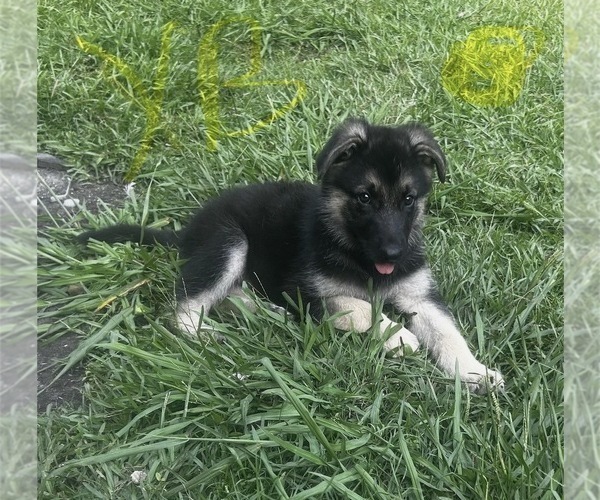 Medium Photo #1 German Shepherd Dog Puppy For Sale in SWANSBORO, NC, USA