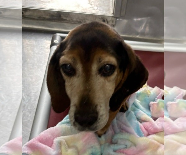 Medium Photo #3 Beagle-Unknown Mix Puppy For Sale in Rustburg, VA, USA