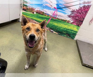 Mutt Dogs for adoption in Moreno Valley, CA, USA