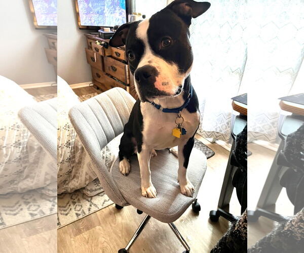 Medium Photo #8 Mutt Puppy For Sale in Rockville, MD, USA