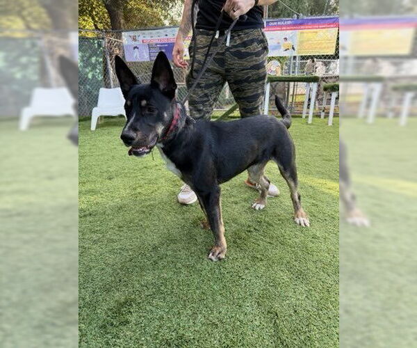 Medium Photo #2 German Shepherd Dog-Unknown Mix Puppy For Sale in W Hollywood, CA, USA