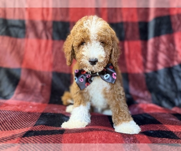 Medium Photo #4 Poodle (Miniature) Puppy For Sale in LAKELAND, FL, USA