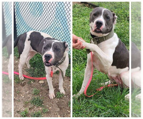 Medium Photo #1 American Staffordshire Terrier-Unknown Mix Puppy For Sale in San Antonio, TX, USA