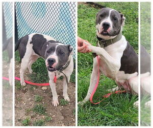 American Staffordshire Terrier-Unknown Mix Dogs for adoption in San Antonio, TX, USA