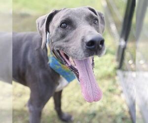 JAXON - Male Weimaraner Dog for Adoption - Photo #2