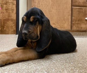 Bloodhound Puppy for sale in CROSSVILLE, AL, USA