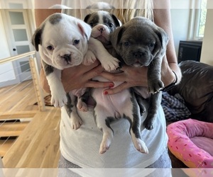 Faux Frenchbo Bulldog Litter for sale in ARGYLE, TX, USA
