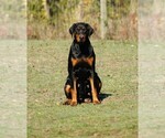 Small Photo #2 Doberman Pinscher Puppy For Sale in VADER, WA, USA
