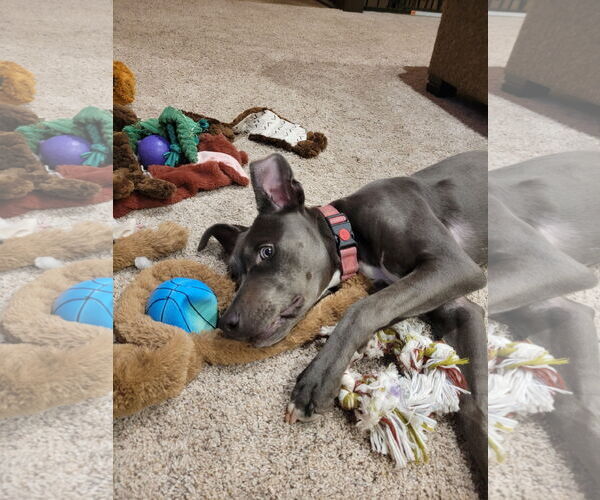 Medium Photo #6 Mutt Puppy For Sale in Coralville, IA, USA