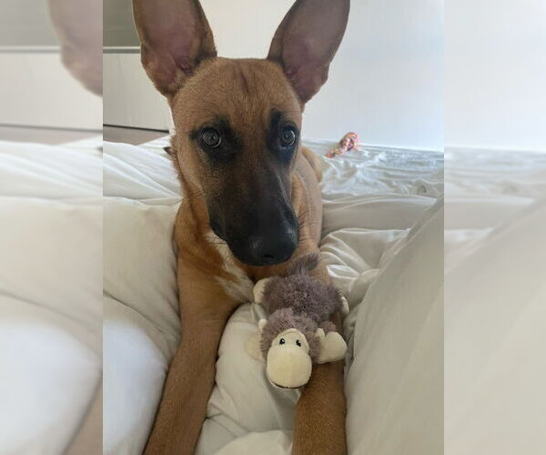 Medium Photo #11 Mutt Puppy For Sale in Los Angeles, CA, USA