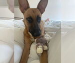 Small #10 Mutt