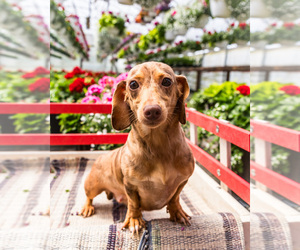 Mother of the Dachshund puppies born on 03/17/2024