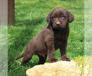Labrador Retriever Puppy for sale in EPHRATA, PA, USA