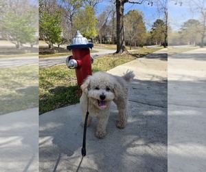 Father of the Maltipoo puppies born on 04/03/2025
