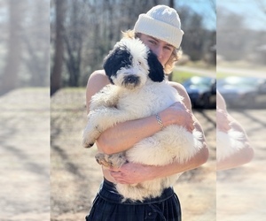 Goldendoodle-Poodle (Standard) Mix Puppy for sale in PIEDMONT, SC, USA