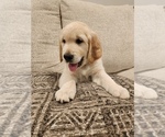 Small #16 English Cream Golden Retriever