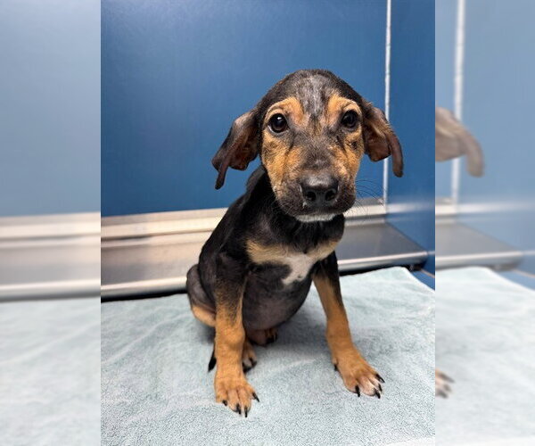 Medium Photo #2 German Shepherd Dog-Unknown Mix Puppy For Sale in Conroe, TX, USA