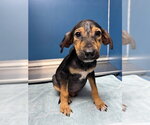 Small #1 German Shepherd Dog Mix
