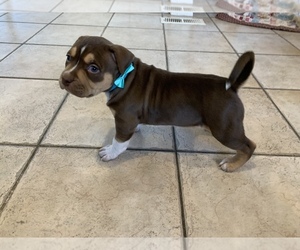 American Bully Mikelands  Puppy for sale in PASCO, WA, USA
