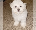 Small Photo #10 Maltese Puppy For Sale in KANSAS CITY, MO, USA