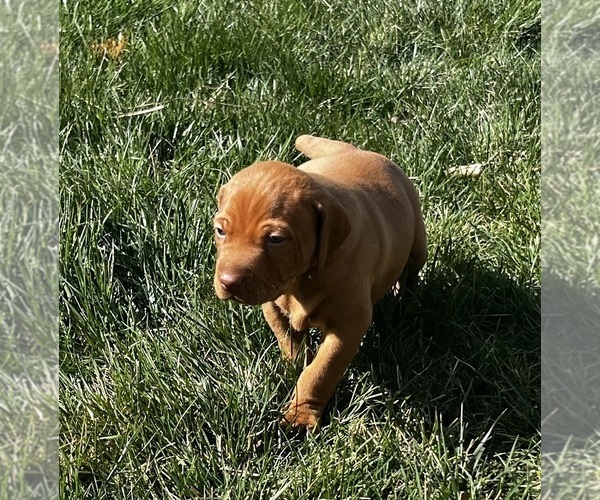Medium Photo #2 Vizsla Puppy For Sale in CANTRALL, IL, USA