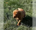 Small Photo #2 Vizsla Puppy For Sale in CANTRALL, IL, USA