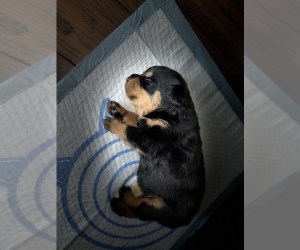 Medium Photo #8 Rottweiler Puppy For Sale in PORTLAND, OR, USA