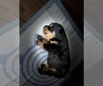 Small Photo #8 Rottweiler Puppy For Sale in PORTLAND, OR, USA