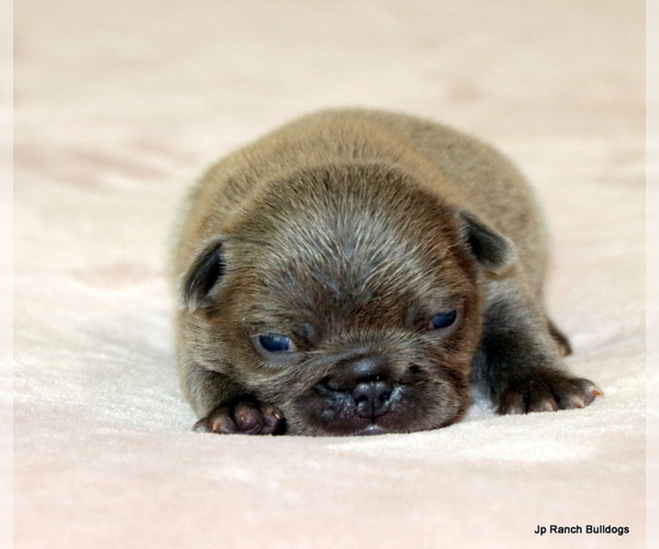 Medium Photo #7 French Bulldog Puppy For Sale in WINNSBORO, TX, USA