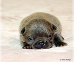 Small #6 French Bulldog