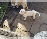 Small Photo #3 Labradoodle-Labrador Retriever Mix Puppy For Sale in ANGLETON, TX, USA