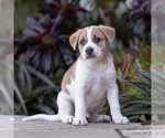 Small Photo #7 Labrador Retriever-Unknown Mix Puppy For Sale in San Diego, CA, USA