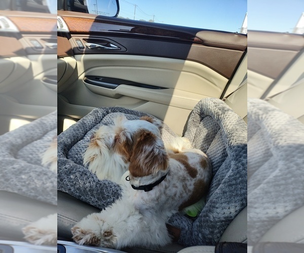 Medium Photo #3 Schnauzer (Miniature) Puppy For Sale in WHITE HOUSE, TN, USA