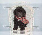 Small #10 Poodle (Toy)
