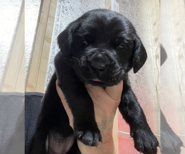 Medium Photo #1 Labrador Retriever Puppy For Sale in LIBERTY, SC, USA
