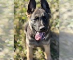 Puppy Green Collar German Shepherd Dog