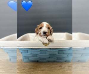 Poodle (Standard) Puppy for sale in ROCK HILL, SC, USA