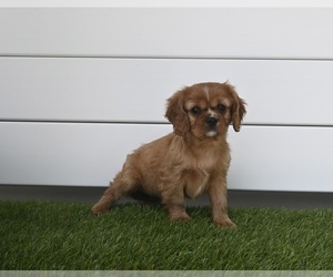 Cavapoo Puppy for sale in BALTIC, OH, USA