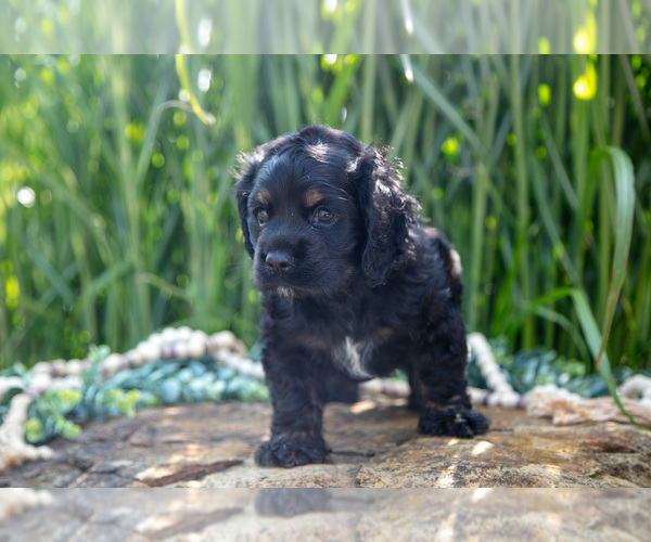 Medium Photo #19 Cocker Spaniel Puppy For Sale in BALTIC, OH, USA
