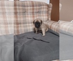Small #1 Mastiff