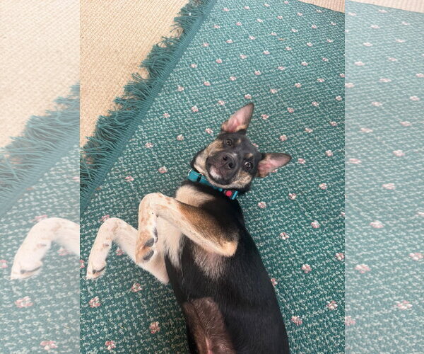 Medium Photo #2 Chihuahua-German Shepherd Dog Mix Puppy For Sale in New London, WI, USA