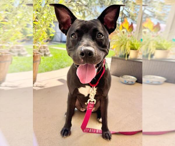 Medium Photo #2 American Pit Bull Terrier Puppy For Sale in Woodland, CA, USA