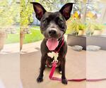 Small #1 American Pit Bull Terrier