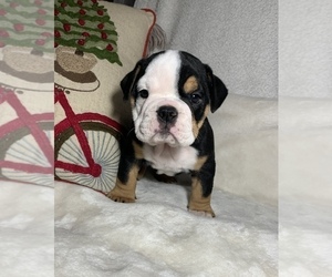 English Bulldog Puppy for sale in JOHNS ISLAND, SC, USA