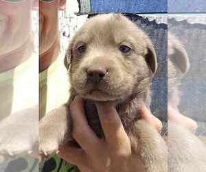 Labrador Retriever Puppy for sale in ROYAL CITY, WA, USA