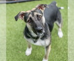 Small #1 German Shepherd Dog Mix