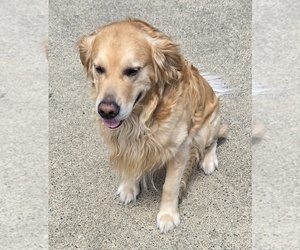 Father of the Golden Retriever puppies born on 06/04/2025