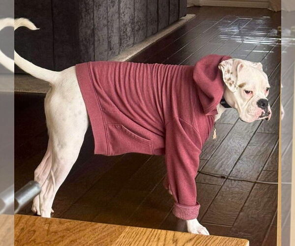 Medium Photo #4 Boxer Puppy For Sale in Austin, TX, USA