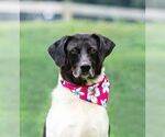 Small #4 Border Collie Mix