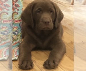 Labrador Retriever Puppy for sale in BARNEVELD, WI, USA
